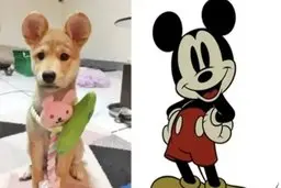 گوش‌های میکی ماوسی کابوس حیوانات خانگی | رواج عمل‌های زیبایی حیوانات خانگی