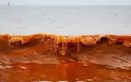 دو نوع رنگ آب در یک دریا (فیلم) 