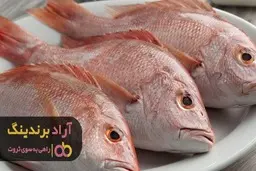 ماهی سرخو جنوب کوچک