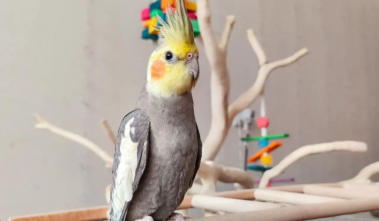 راز آرامش در گرفتن ناخن پرندگان زینتی | با این روش دیگه هزینه زیاد برای پرنده‌ات نکن +ویدئو