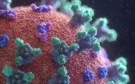 آنتی‌بادی که سد راه کروناویروس می‌شود کشف شد
