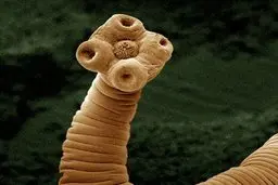 باید از وجود داشتن انگل ها خیلی خوشحال باشیم! | دنیای بدون انگل یعنی آغاز مرگ برای موجوادت!