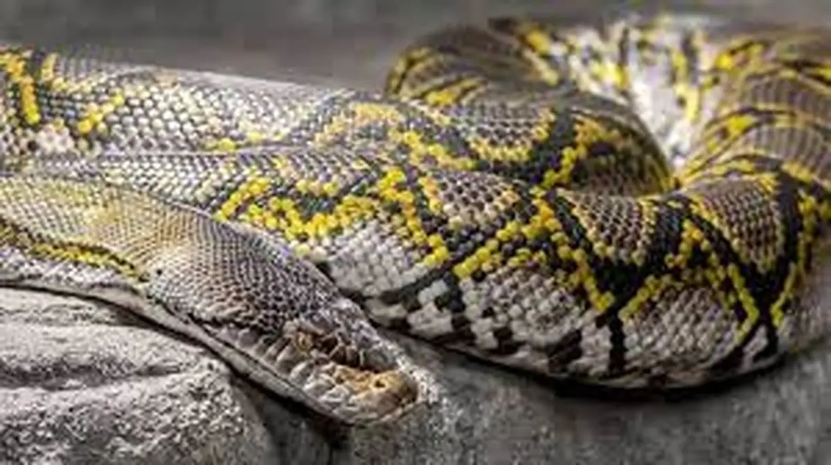 ماری که پس از قطع سرش باز هم مردی را نیش زد +فیلم