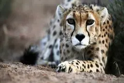 یوزپلنگ ایرانی سیگاری شد !