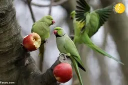  طوطی‌های ملنگو جاذبه گردشگری در لندن 