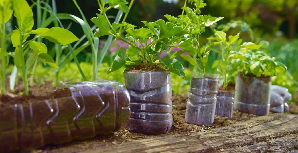 ترفندهای طلایی برای نگهداری از گیاهان آپارتمانی با دور ریختنی ها! | با این ترفند ها خونه ات رو سبز کن
