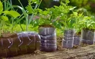ترفندهای طلایی برای نگهداری از گیاهان آپارتمانی با دور ریختنی ها! | با این ترفند ها خونه ات رو سبز کن