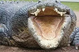 اولین مزرعه پرورش کروکدیل در خراسان رضوی+تصاویر