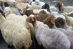 قیمت هر کیلو دام زنده ۶۰ هزار تومان شد |  چرایی آشفتگی در بازار گوشت قرمز