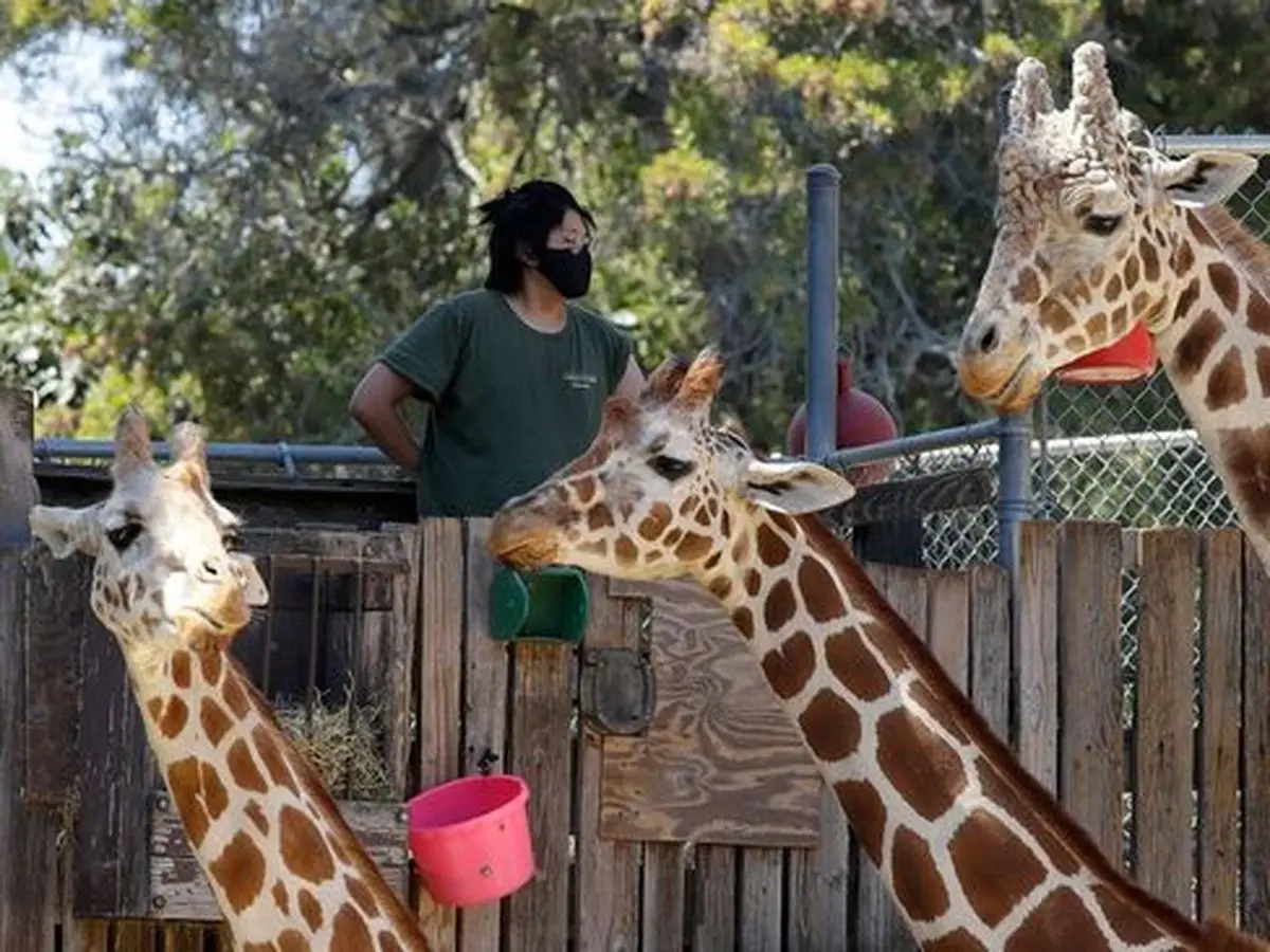 دیدنی‌های امروز؛ از باغ وحش "اوکلند" تا حمله به زندان جلال‌آباد افغانستان