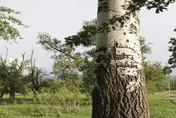 فرشته نجات به داد این پسرک برزیلی رسید | درخت از بیخ گوشش رد شد + ویدئو