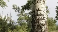 آتش گرفتن یک درخت در قیطریه | بالن آرزوها قاتل درخت‌ها! +ویدئو