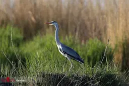 پرندگان مهاجرکه از چین آمده اند 
