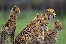  حضور یوزهای ماده بعد از غیبت یکساله در توران