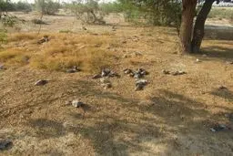 تلف شدن ۳۰۰ قطعه کبوتر وحشی در شهرستان دیر+عکس