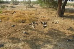 تلف شدن ۳۰۰ قطعه کبوتر وحشی در شهرستان دیر+عکس