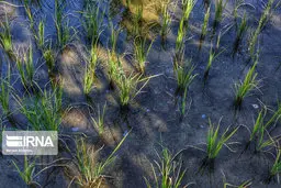  نفت درسفره‌های آب زیرزمینی +عکس