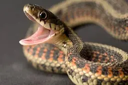 مار کبری سه متری در آشپزخانه!+ویدئو