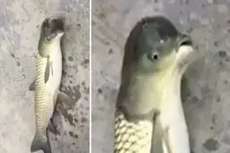 کشف یک ماهی با سر پرنده در اعماق دریا! | این دیگه چجور جانوریه؟! + عکس