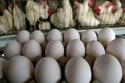 
مقصر گرانی مرغ، تخم مرغ و گوشت مشخص شد
