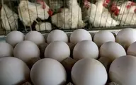 
مقصر گرانی مرغ، تخم مرغ و گوشت مشخص شد
