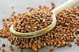 کاهش کلسترول خون با مصرف گندم سیاه| گندم سیاه چیست؟