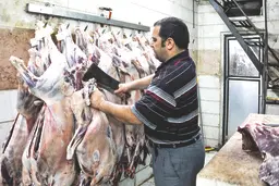 توزیع گوشت ارزان