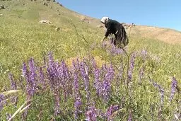  هجوم افراد سودجو به بازارچه تجریش | چیدن بی‌رویه سبزی‌های موجود در کوه‌های شمیران