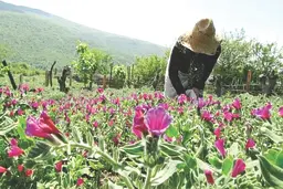 تولید گیاهان دارویی رونق گرفته است 