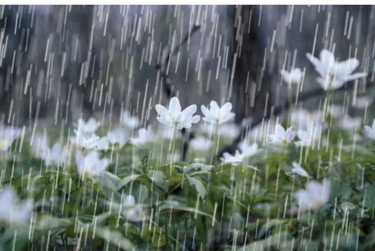 وضعیت آب و هوا، امروز ۵ بهمن ۱۴۰۴؛ فعال شدن سامانه بارشی در جنوب کشور | تشدید بارندگی و وزش باد در برخی استان‌ها