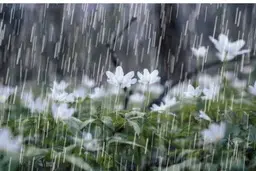 وضعیت آب و هوا، امروز ۵ بهمن ۱۴۰۴؛ فعال شدن سامانه بارشی در جنوب کشور | تشدید بارندگی و وزش باد در برخی استان‌ها