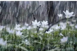 وضعیت آب و هوا، امروز ۵ بهمن ۱۴۰۴؛ فعال شدن سامانه بارشی در جنوب کشور | تشدید بارندگی و وزش باد در برخی استان‌ها