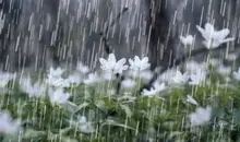 وضعیت آب و هوا، امروز ۵ بهمن ۱۴۰۴؛ فعال شدن سامانه بارشی در جنوب کشور | تشدید بارندگی و وزش باد در برخی استان‌ها