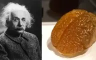 مغز آلبرت انیشتین دزدیده شد! | الان مغزش کجاست؟