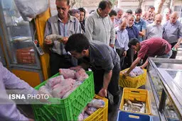 کاهش ۴۰۰۰ تومانی قیمت مرغ در همدان