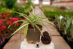 با یک دونه میوه کاج گندمی هارو پرورش بده! | روش تکثیر گیاه گندمی +ویدئو