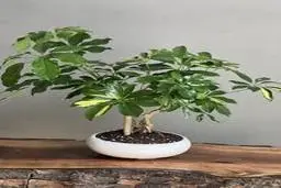 توصیه‌های تخصصی برای نگهداری از گیاه شفلرا | نکاتی برای نگهداری گیاهان آپارتمانی +ویدئو