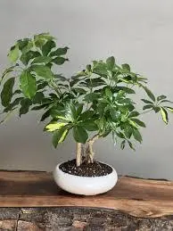 توصیه‌های تخصصی برای نگهداری از گیاه شفلرا | نکاتی برای نگهداری گیاهان آپارتمانی +ویدئو