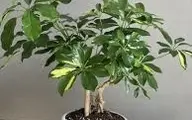 توصیه‌های تخصصی برای نگهداری از گیاه شفلرا | نکاتی برای نگهداری گیاهان آپارتمانی +ویدئو