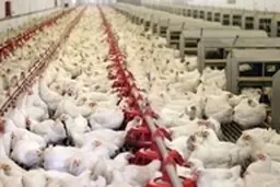 منع تاسیس مرغداری در استان تهران پس از ۶ سال برداشته شد 