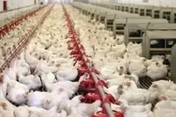منع تاسیس مرغداری در استان تهران پس از ۶ سال برداشته شد 