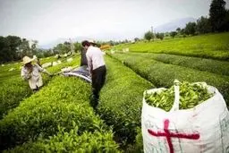 ۷۷ درصد مطالبات چایکاران پرداخت شد| پیش بینی تولید ۱۳۵ هزار تن برگ سبز چای 