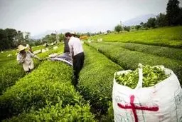 ۷۷ درصد مطالبات چایکاران پرداخت شد| پیش بینی تولید ۱۳۵ هزار تن برگ سبز چای 