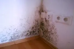 این مناطق خونت رو اصلا نمیدونی وجود دارن و کپک میزنن! | عامل اصلی سردرد و سرفه بی دلیل بخاطر این به وجود میاد 