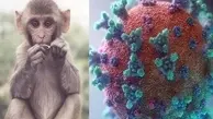 واکنش سازمان بهداشت جهانی به آبله میمون | افزایش دلهره آور مبتلایان + سند