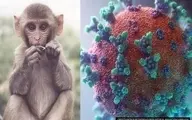 واکنش سازمان بهداشت جهانی به آبله میمون | افزایش دلهره آور مبتلایان + سند