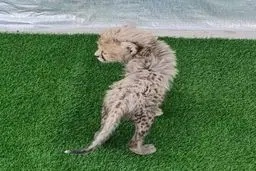 پیروز یوز پلنگ ایرانی همه را خوشحال کرد | فیلمی زیبا از آخرین بازمانده «ایران» + ویدئو