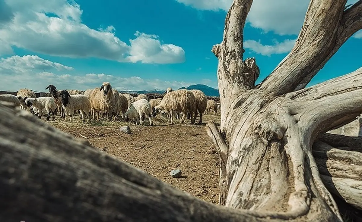 هشدار هواشناسی به کشاورزان و دامداران: خشکسالی در اکثر نقاط کشور حاکم است