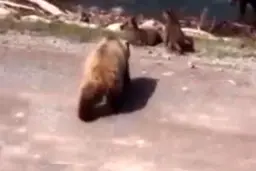 واکنش جالب مادر گوزن ها برای نجات بچه‌هایش! + ویدئو