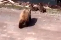 واکنش جالب مادر گوزن ها برای نجات بچه‌هایش! + ویدئو